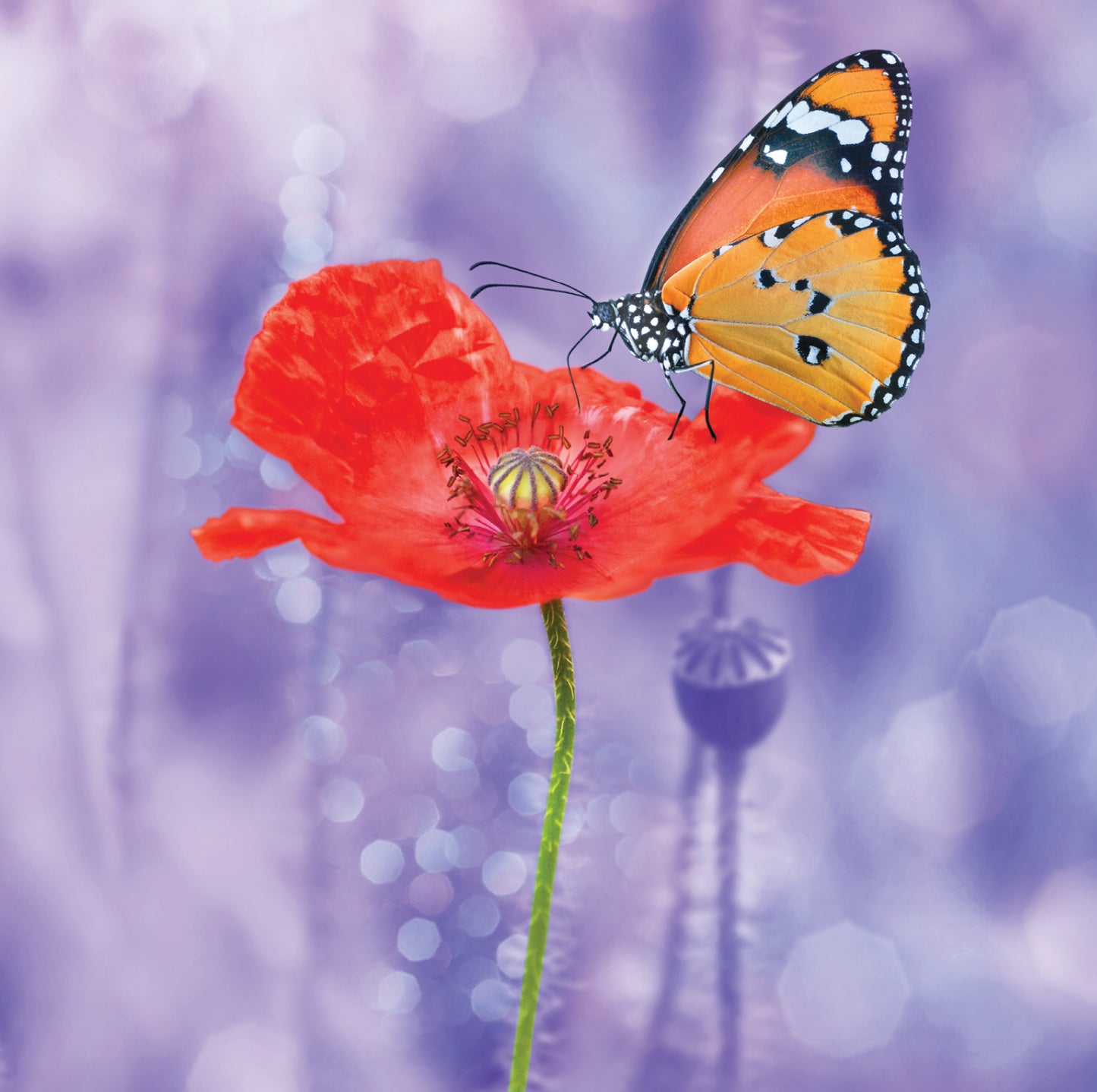 Poppy With Butterfly Blank Any Occasion Greeting Card