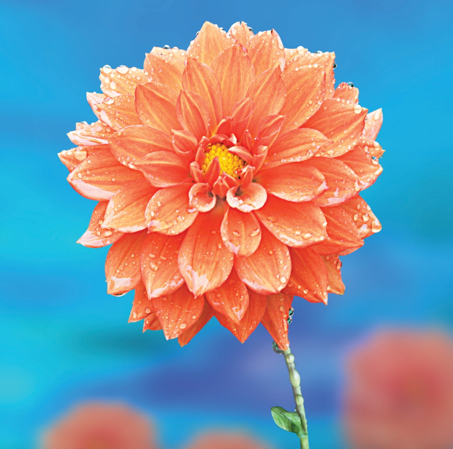 Orange Flower On Blue Blank Any Occasion Greeting Card
