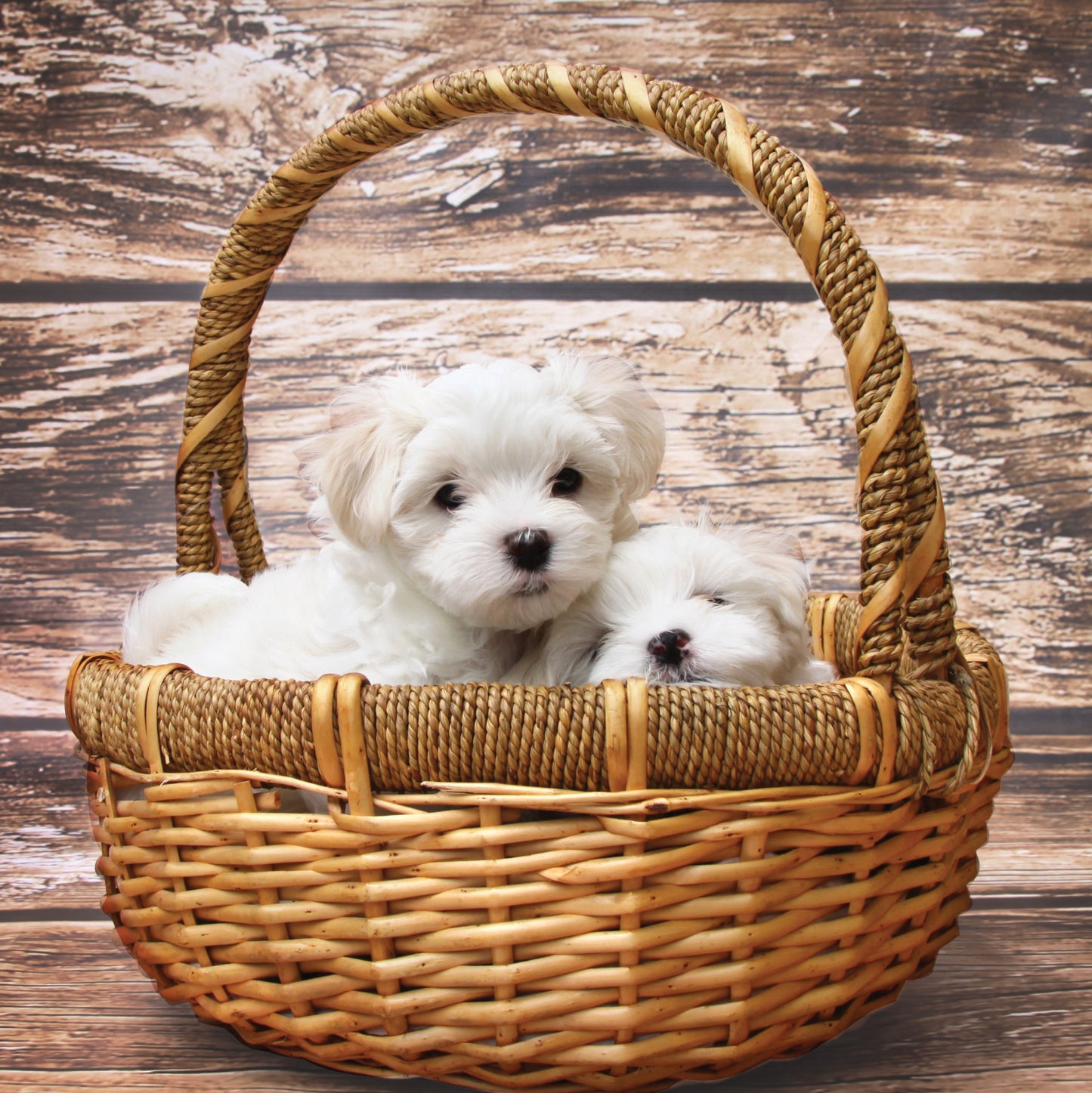 Puppies In Basket Blank Any Occasion Greeting Card