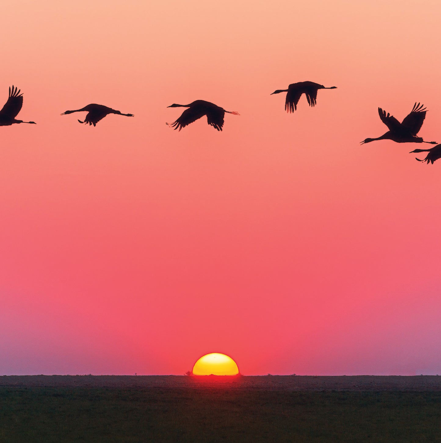 Birds Flying At Sunset Blank Any Occasion Greeting Card