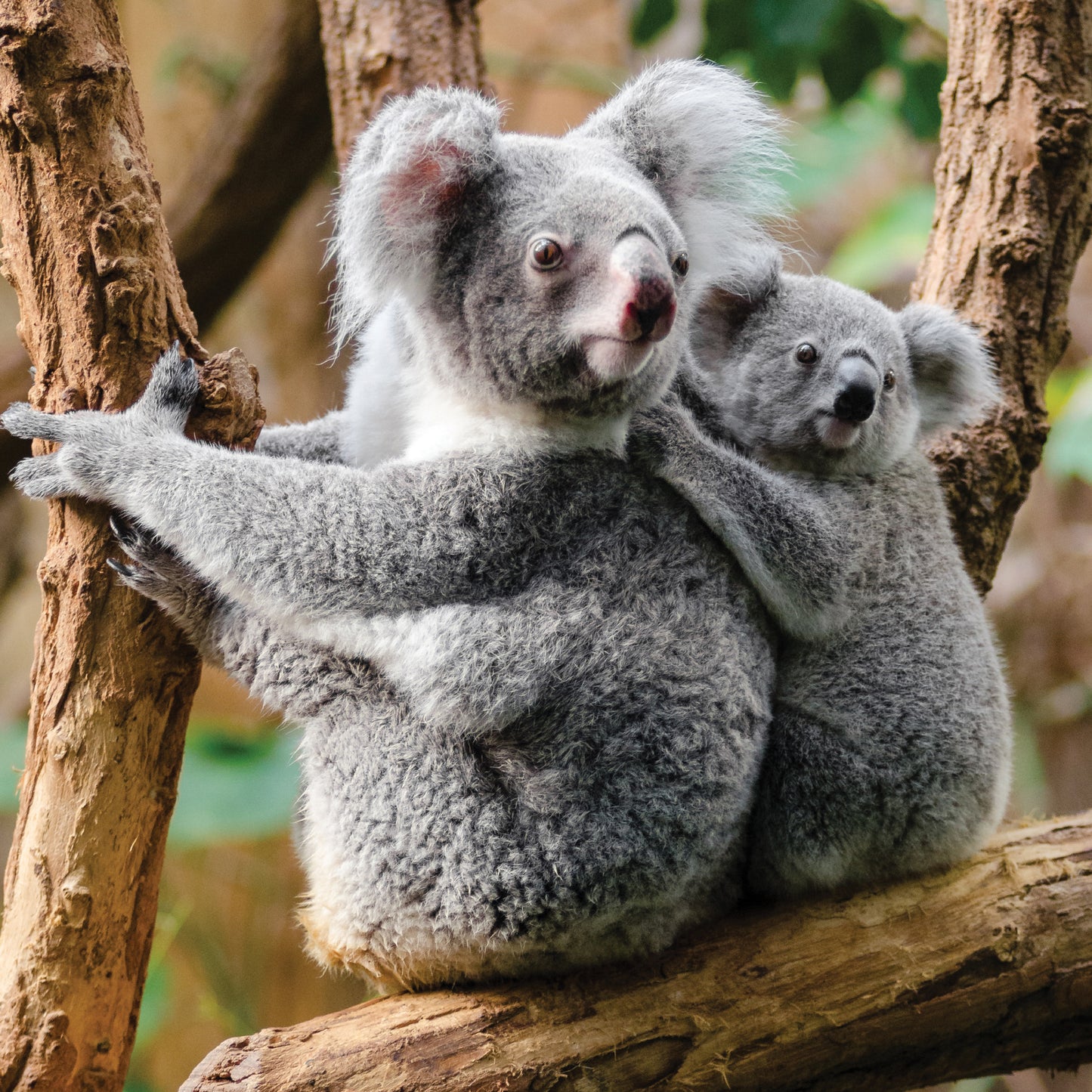 Koala Mum & Baby Blank Any Occasion Greeting Card