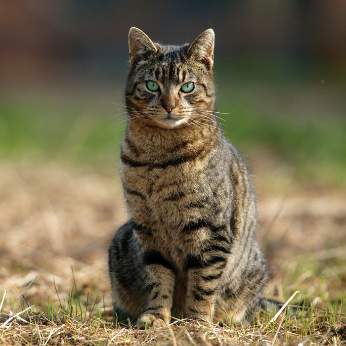 Down On The Farm A Farm Cat Sound Greeting Card