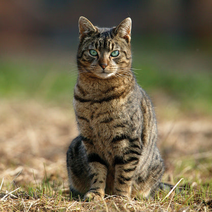 Down On The Farm A Farm Cat Sound Greeting Card