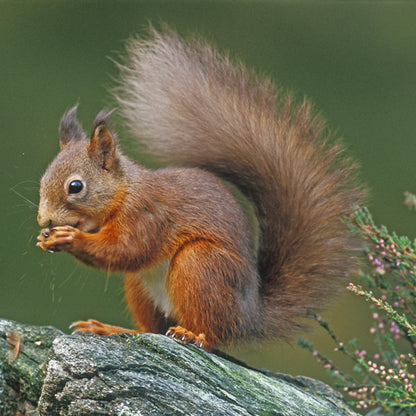 Hidden Nature Red Squirrel Sound Greeting Card